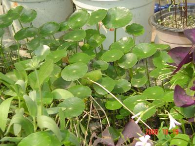 ����Ļ�(ʹ�����ٶȿ���18ҳ)