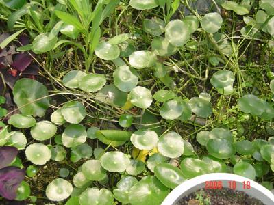 ����Ļ�(ʹ�����ٶȿ���18ҳ)