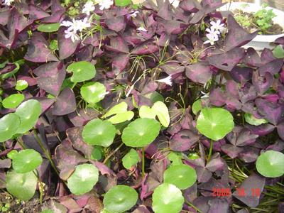 ����Ļ�(ʹ�����ٶȿ���18ҳ)