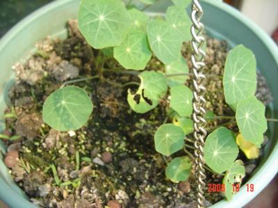 �ɰ��Ľ���(16ҳ����)