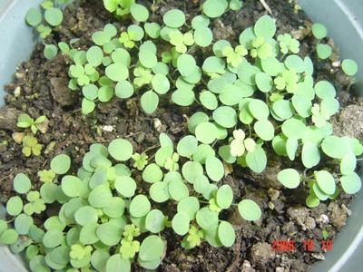 ����Ļ�(ʹ�����ٶȿ���18ҳ)