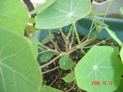 �ɰ��Ľ���(16ҳ����)