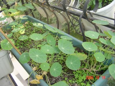 �ɰ��Ľ���(16ҳ����)