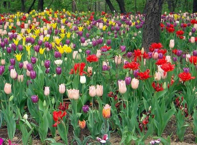 [ԭ��]������԰��--�ջ�ƪ