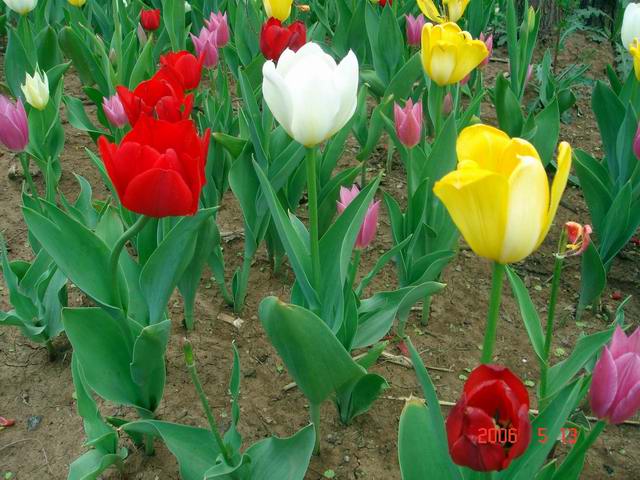 [ԭ��]������԰��--�ջ�ƪ