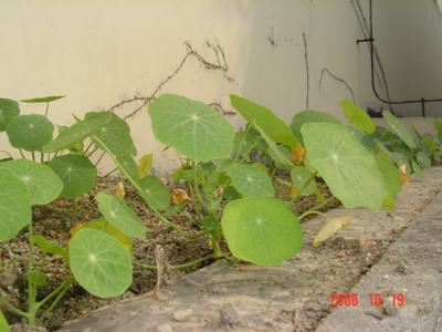 �ɰ��Ľ���(16ҳ����)