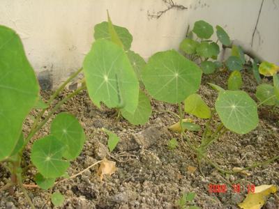 �ɰ��Ľ���(16ҳ����)