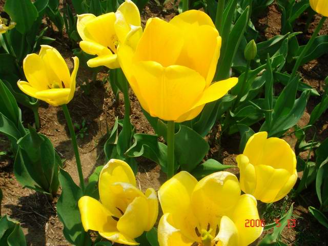 [ԭ��]������԰��--�ջ�ƪ