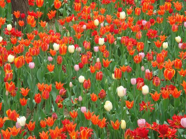 [ԭ��]������԰��--�ջ�ƪ