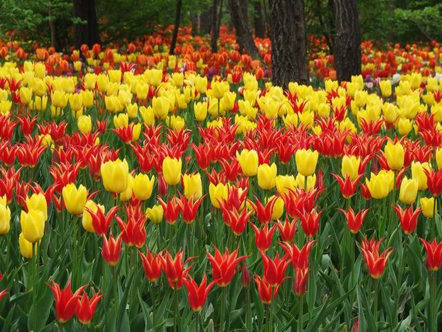 [ԭ��]������԰��--�ջ�ƪ