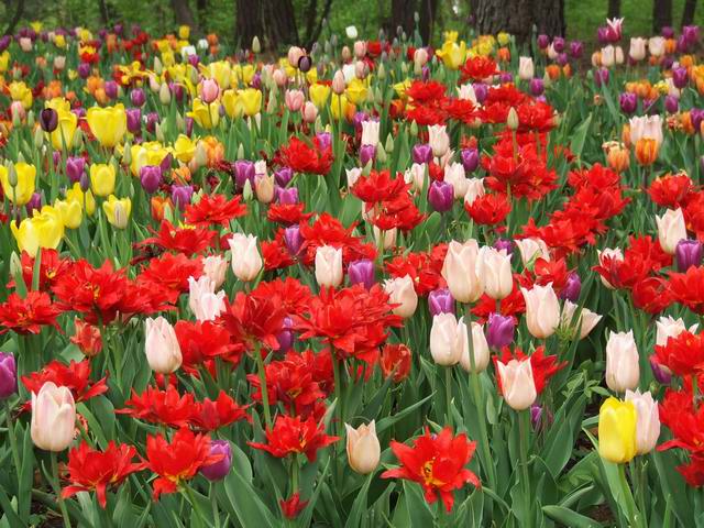 [ԭ��]������԰��--�ջ�ƪ