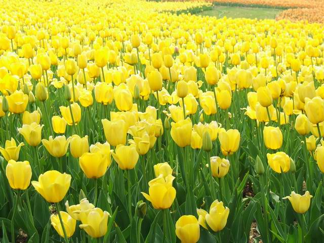 [ԭ��]������԰��--�ջ�ƪ