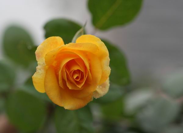 ���伯----�ҵ��¼���԰(�У�3���£�