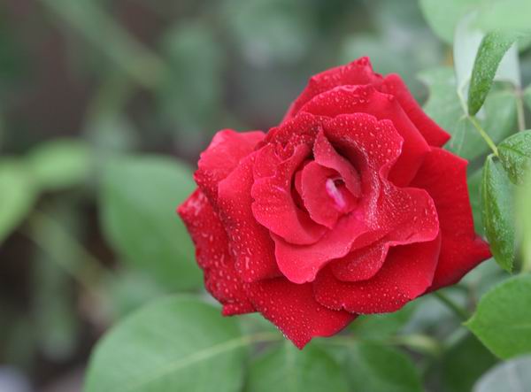 ���伯----�ҵ��¼���԰(�У�3���£�