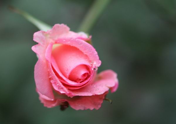 ���伯----�ҵ��¼���԰(�У�3���£�