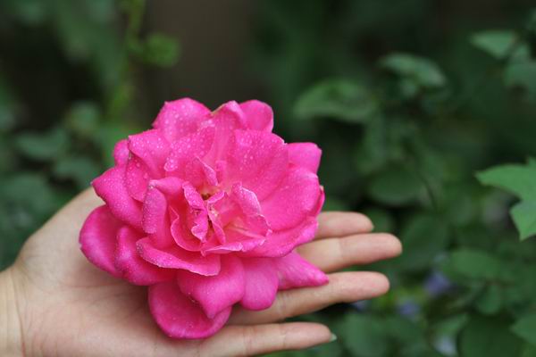 ���伯----�ҵ��¼���԰(�У�3���£�