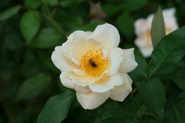 �¼���������ʯ���06.10.20