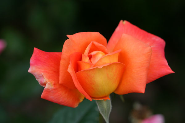�¼���������ʯ���06.10.20