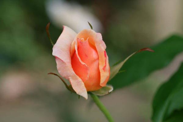 �¼���������ʯ���06.10.20