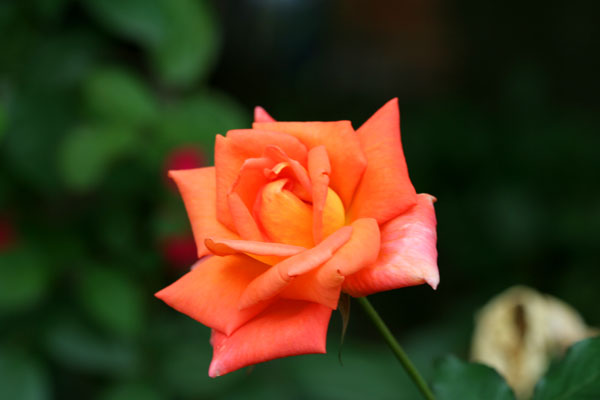 �¼���������ʯ���06.10.20