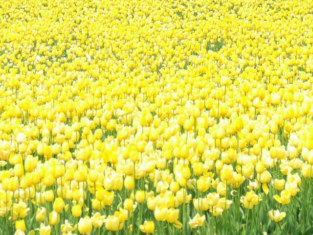 [ԭ��]������԰��--�ջ�ƪ