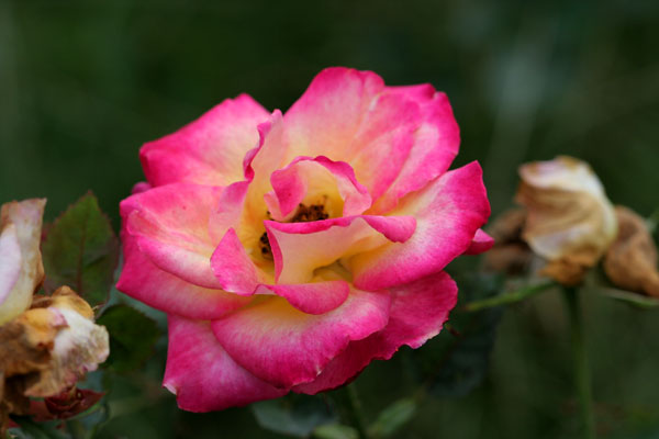 �¼���������ʯ���06.10.20