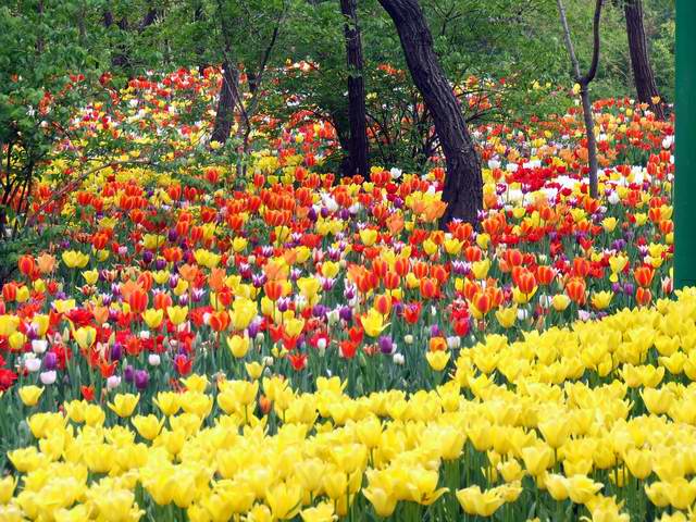 [ԭ��]������԰��--�ջ�ƪ