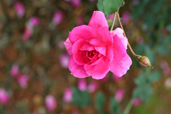 �¼���������ʯ���06.10.20