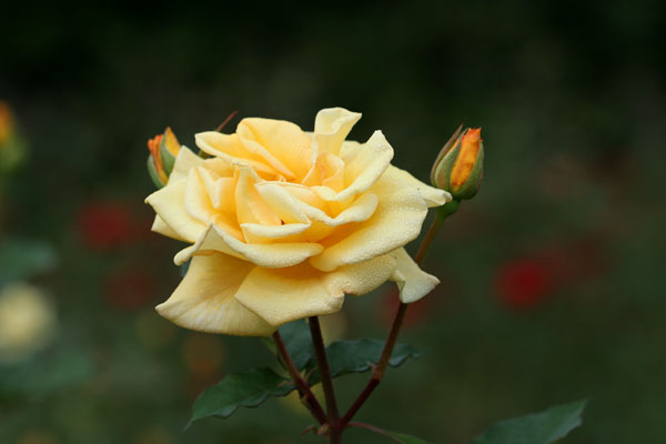 �¼���������ʯ���06.10.20