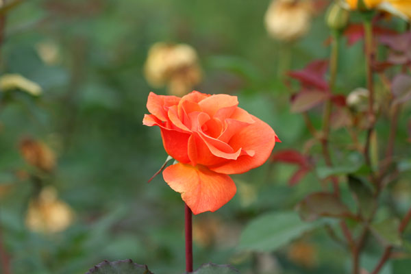 �¼���������ʯ���06.10.20