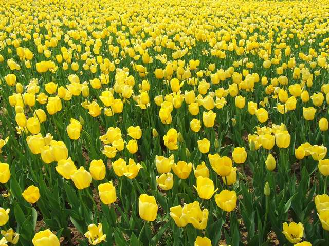 [ԭ��]������԰��--�ջ�ƪ