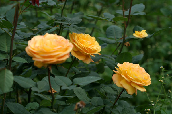 �¼���������ʯ���06.10.20