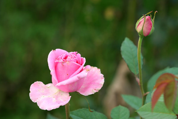 �¼���������ʯ���06.10.20