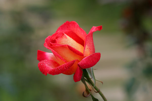 �¼���������ʯ���06.10.20
