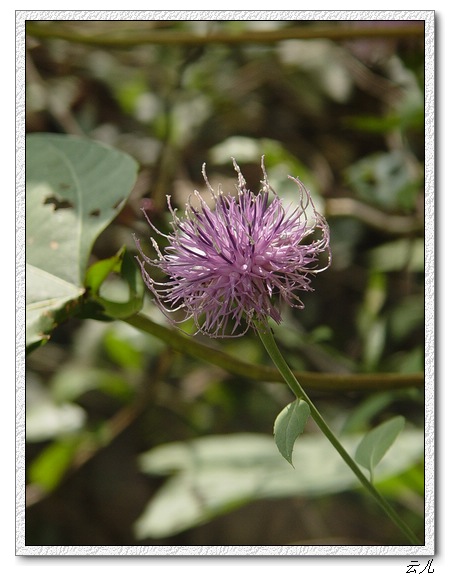 ��ɢ�Լ�������