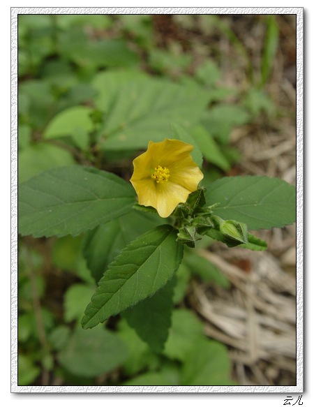 ��ɢ�Լ�������