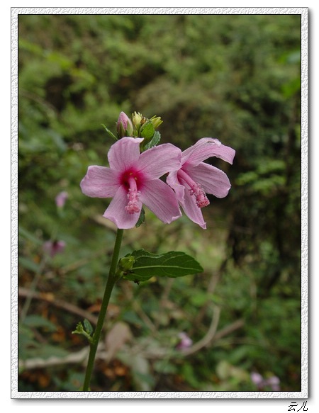 ��ɢ�Լ�������