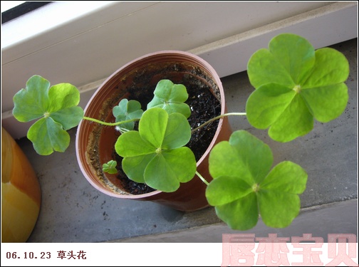 ����2006�ֻ��ռ�