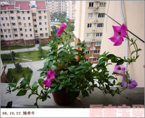 [ԭ��]ţţ�ֽ����ˡ�������