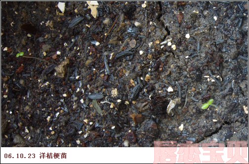 ����2006�ֻ��ռ�