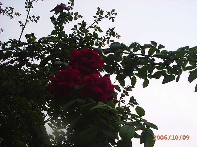 �ҼҴ���Ժ��P4�����׻���