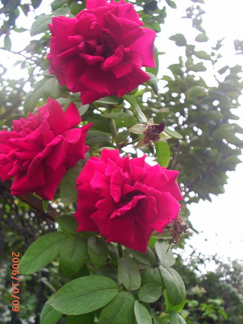 �ҼҴ���Ժ��P4�����׻���