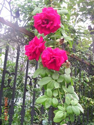 �ҼҴ���Ժ��P4�����׻���