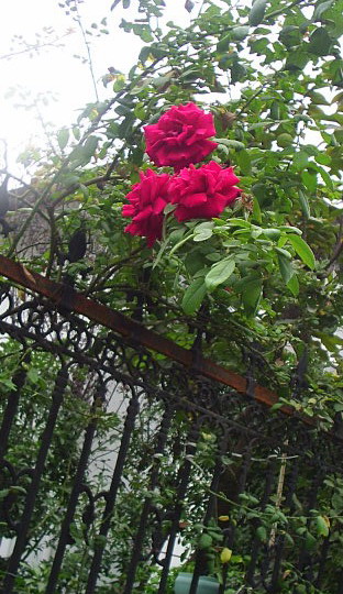 �ҼҴ���Ժ��P4�����׻���