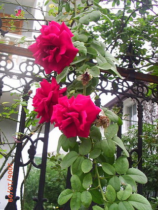 �ҼҴ���Ժ��P4�����׻���