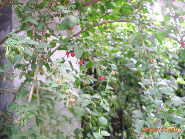 �ҼҴ���Ժ��P4�����׻���