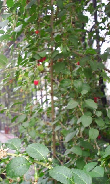 �ҼҴ���Ժ��P4�����׻���