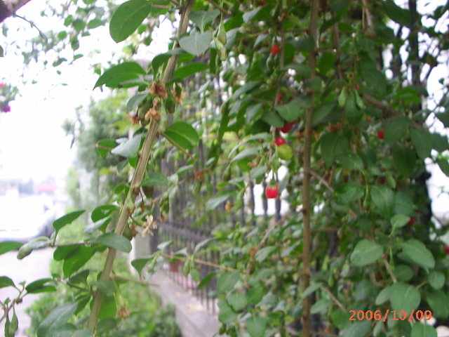 �ҼҴ���Ժ��P4�����׻���