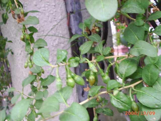 �ҼҴ���Ժ��P4�����׻���