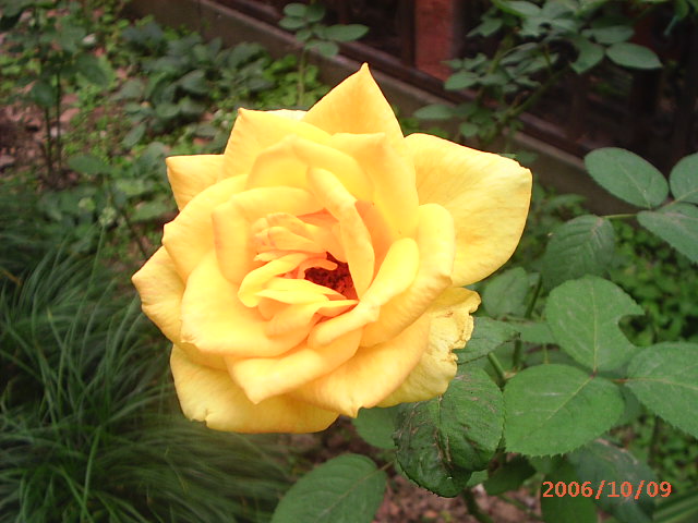 �ҼҴ���Ժ��P4�����׻���